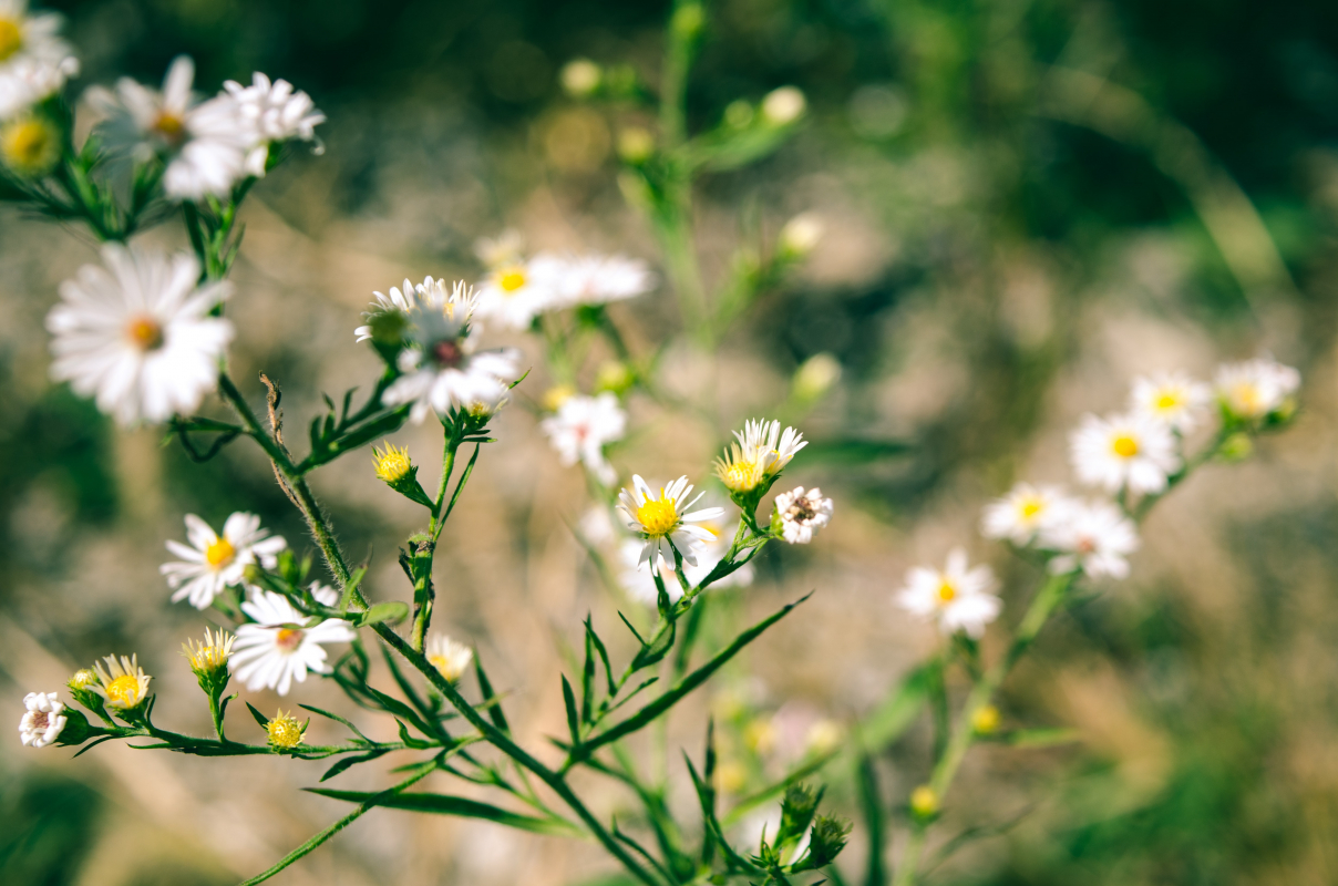 How our natural skincare came to life